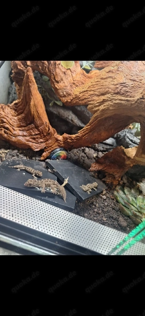 Rübenschwanz-Viperngecko