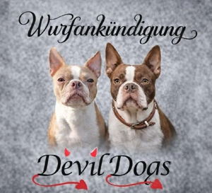 Boston Terrier Welpen Wurfankündigung 