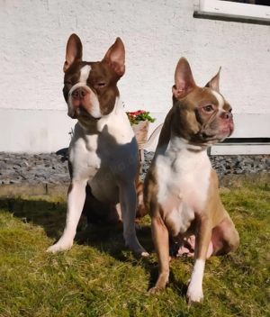 Boston Terrier Welpen Wurfankündigung 