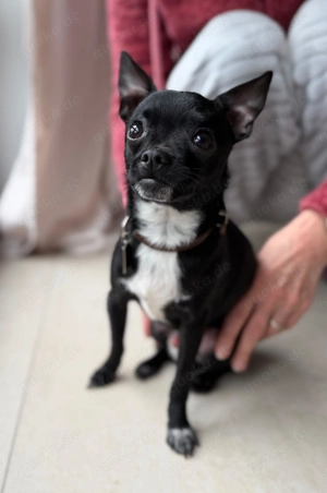 Tom, kleiner Zwerg, geb. Sept. 2025