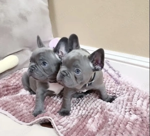 Französische Bulldoggen Welpen suchen ein schönes Zuhause 