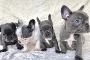 Zuckersüße sportliche Französische Bulldoggen Welpen Blue Lilac
