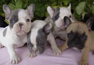 Französische Bulldoggen Welpen mit AT