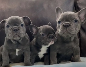 Zuckersüße  Französische Bulldoggen Welpen