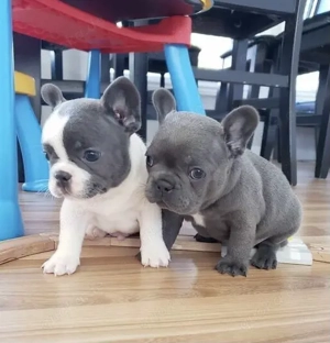 Zuckersüße sportliche Französische Bulldoggen Welpen Blue Lilac