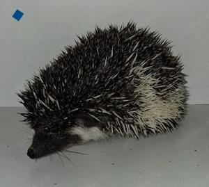 afr. Weißbauchigeljungtiere