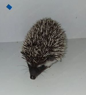 afr. Weißbauchigeljungtiere