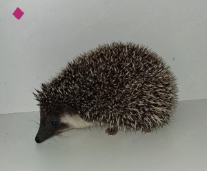 afr. Weißbauchigeljungtiere