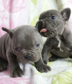 Französische Bulldoggen Welpen 