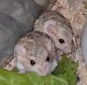 Fettschwanzrennmäuse 