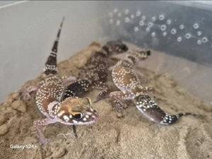 Underwoodsaurius Milii Australischer Dickschwanzgecko 