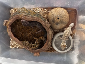 Verkauf weibliche Leopard Geckos 