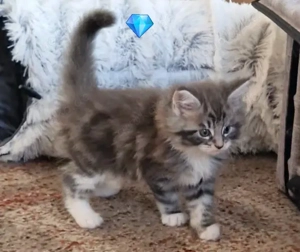 Maine Coon Kitten   