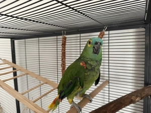 Blaukopfamazone sucht neues Zuhause   Käfig + Futter inklusive (Eifelregion)   Papiere vorhanden