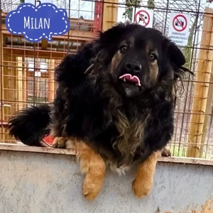 Milan, unentdeckter Traumhund braucht endlich ein Zuhause