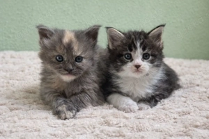 Maine Coon Kitten aus XXL-Linie