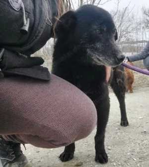 Oma, nicht alt, aber menschenbezogen, wer hat ein Herz und gibt einem tollen Hund ein Zuhause? Bild 6
