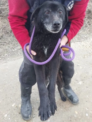 Oma, nicht alt, aber menschenbezogen, wer hat ein Herz und gibt einem tollen Hund ein Zuhause? Bild 3