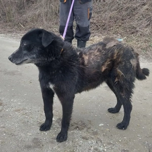 Oma, nicht alt, aber menschenbezogen, wer hat ein Herz und gibt einem tollen Hund ein Zuhause? Bild 4