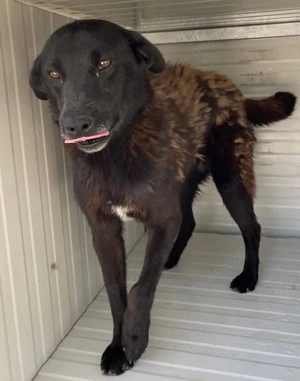 Oma, nicht alt, aber menschenbezogen, wer hat ein Herz und gibt einem tollen Hund ein Zuhause? Bild 5