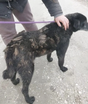 Oma, nicht alt, aber menschenbezogen, wer hat ein Herz und gibt einem tollen Hund ein Zuhause? Bild 2