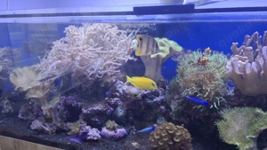 Meerwasser Aquarium Inhalt nur komplett  Bild 3