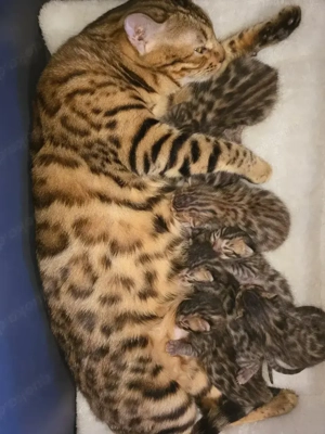 Bengal Kitten mit Stammbam Eltern 10 Tests Kitten Katze Kater 
