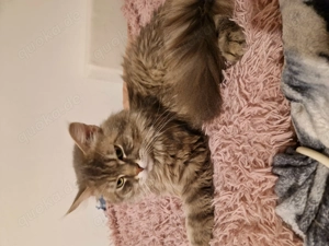 Maine Coon deckkater  Bild 4