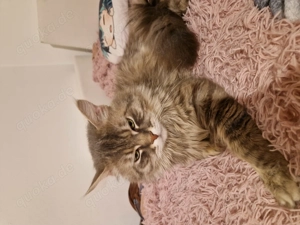 Maine Coon deckkater  Bild 5