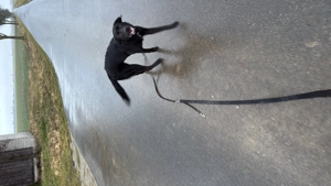 Labrador mix  10 Monate alt Bild 5