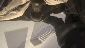 Labrador mix  10 Monate alt Bild 3