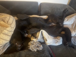 Labrador mix  10 Monate alt Bild 2