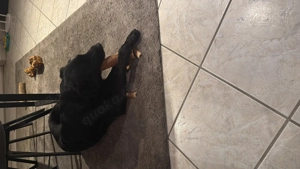 Labrador mix  10 Monate alt Bild 4