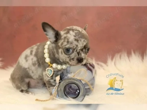 haben noch 3 zuckersüße Chihuahua Welpen frei. Zur Zeit 