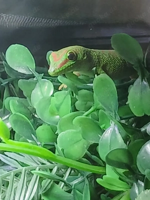 Phelsuma Grandis Jungtiere