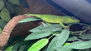 1.1 Anolis Equestris 