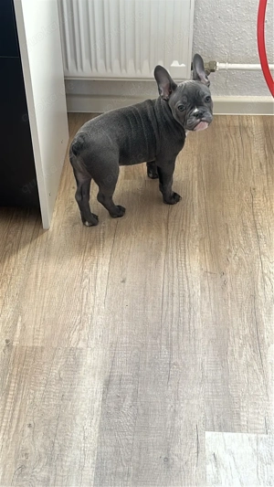 Französische Bulldogge Welpe, 3 Monate, geimpft & gechippt