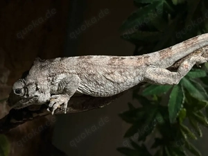 1.0 Anolis Porcus