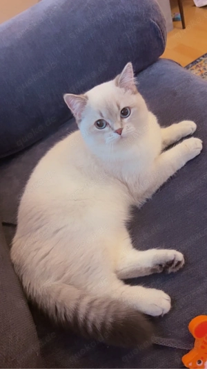 Vier Monate altes Kätzchen, Preis verhandelbar Bild 2