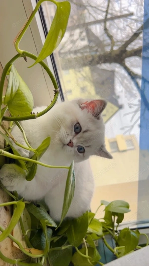 Vier Monate altes Kätzchen, Preis verhandelbar