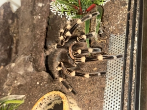 3 Vogelspinnen zu verschenken  Bild 3