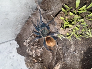 3 Vogelspinnen zu verschenken  Bild 2