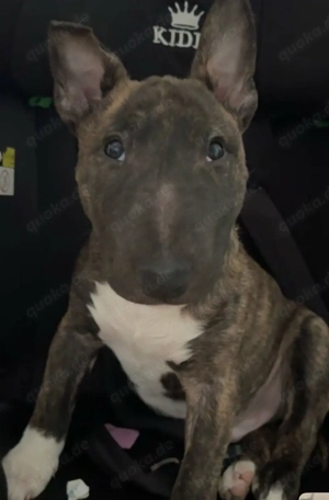 Miniature Bullterrier 14 wochen 
