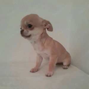 Wunderschöne reinrassige Chihuahua-Welpen   Gesund, geimpft, 