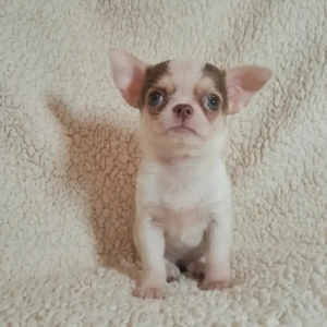 Winzige Chihuahua-Welpen suchen ein liebevolles Zuhause Unsere süßen Chihuahua-Babys 