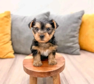  Wunderschöne Yorkshire Terrier Welpen zu verkaufen 