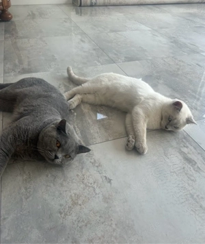  Kater- Britisch  