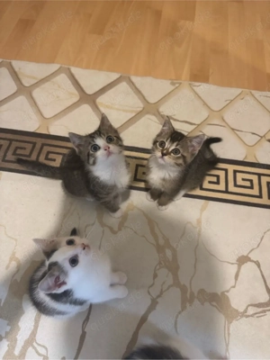 britisch Kurzhaar Katzen