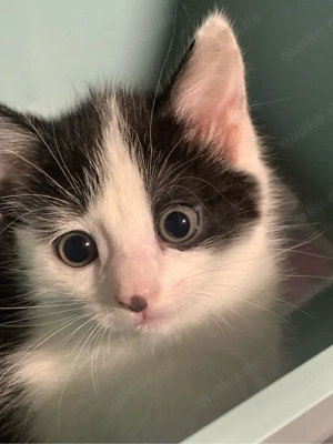 weiblich mischling kätzchen