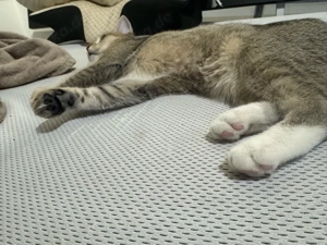 Britisch Kurzhaar (BKH) Golden   6 Monate   Reinrassig   Mit viel Zubehör   